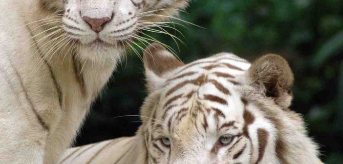 Quelle est la couleur des yeux des tigres ?